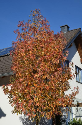 Liquidambar_styraciflua-Stared.21-1.jpg