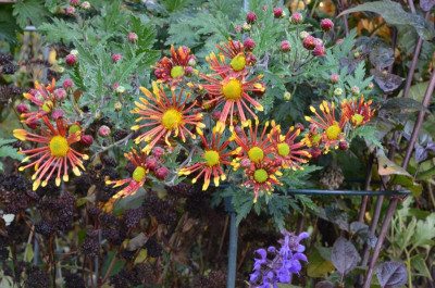 Chrysanthemum-BurntOrange,21-1.jpg