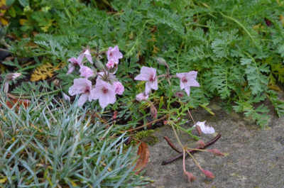 Erodium_absinthoides var. amanum.21-1.jpg