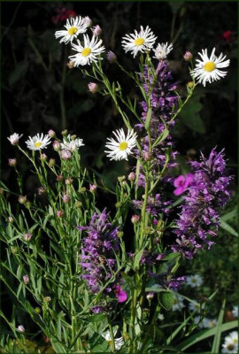 Aster_Agastache.JPG