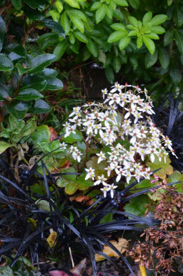 DSC_2974.JPG
