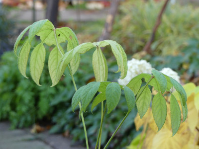 2021-11-06 Brassaiopsis mitis 1.jpg