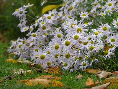 2021-11-06 Chrysanthemum 'L'Innocence' 1.jpg