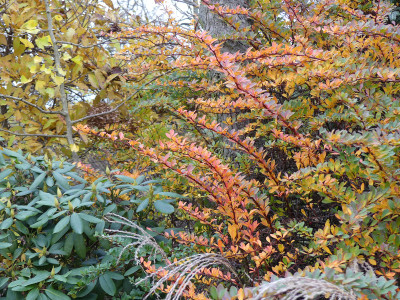 2021-11-06 Berberis 2.jpg