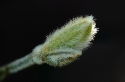 Magnolia_Stellata_1_17-02-2008.jpg