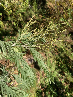 Knospen Acacia dealbata Nov.jpg