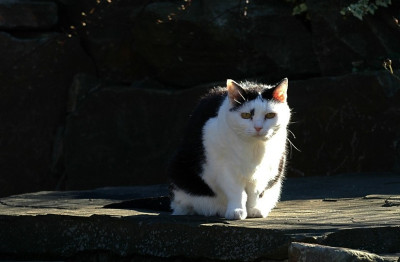 Katze_1_17-02-2008.jpg
