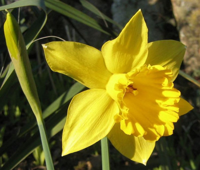 Narzissus_20080224.jpg