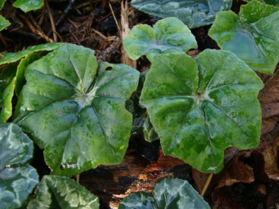 Cyclamen hederifolium ssp. crassifolium.jpg
