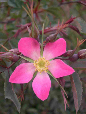 R.glauca.jpg