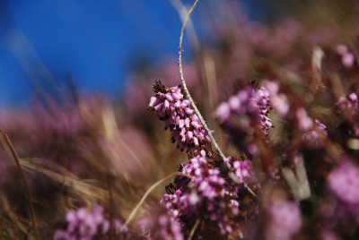 rosa_fruehlingsmeer.jpg