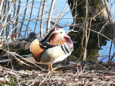 Mandarin-Errpel.24.02.2008..JPG