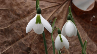 IMG_6660b.jpg