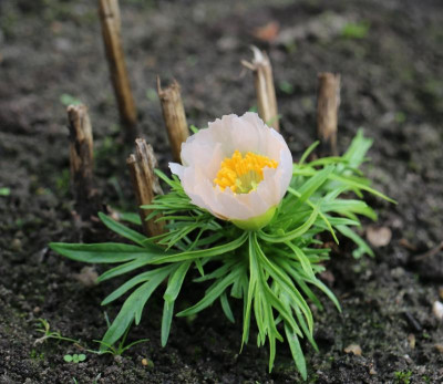 tenuifolia.JPG