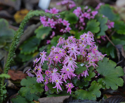 DSC_3556_DxO.jpg