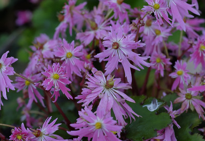 DSC_3556_DxO-1.jpg