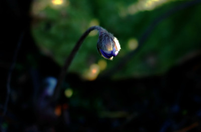 Hepatica_Eva-Maria_1_16-02-2008.jpg