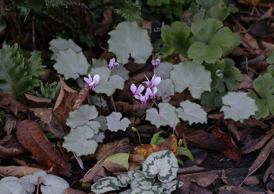 DSC_3552_DxO.jpg
