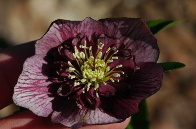 Helleborus_Schmiemann_2_16-02-2008.jpg
