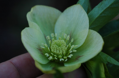 Helleborus_Schmiemann_3_16-02-2008.jpg
