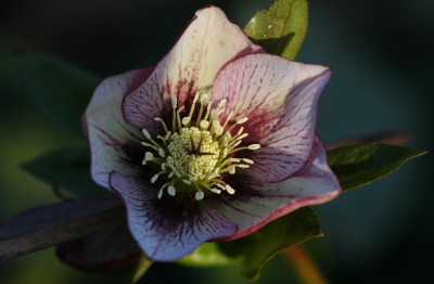 Helleborus_Schmiemann_4_16-02-2008.jpg