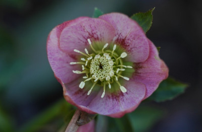 Helleborus_Schmiemann_5_16-02-2008.jpg