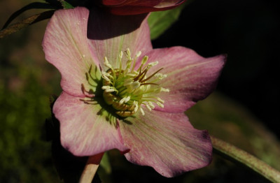 Helleborus_Schmiemann_6_16-02-2008.jpg