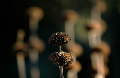 Phlomis_1_16-02-2008.jpg