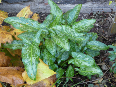 2021-10-24 Arum concinnatum 'Aghia Vavara'.jpg