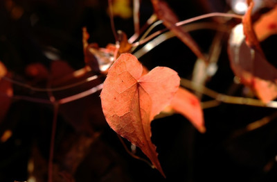Epimedium_1_16-02-2008.jpg