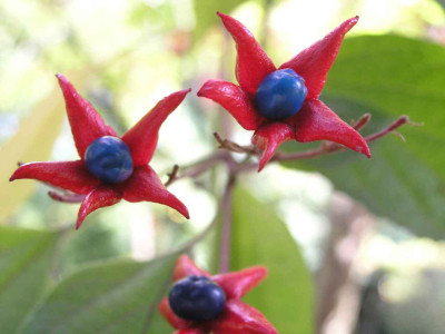 Clerodendrum_trichotomum_var_fargesii.jpg