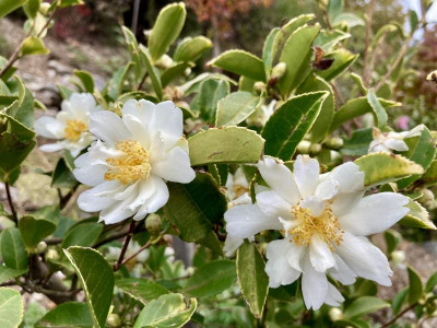 C. oleifera.jpg
