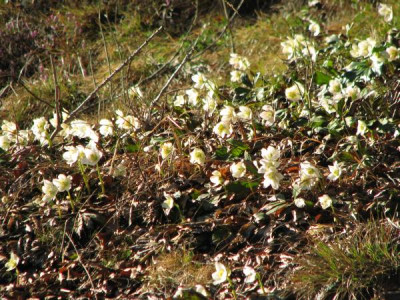 helliwald1.jpg