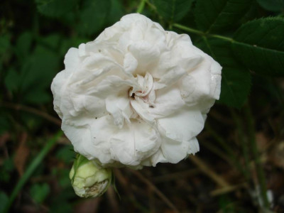Felicite_Parmentier2.JPG
