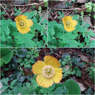 GelberMohn.jpg