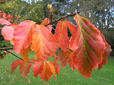 Parrotia_mit_Frucht.jpg