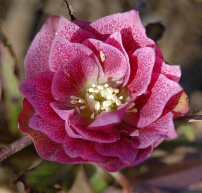 Helleborus_gefullt_DSC_9466.jpg
