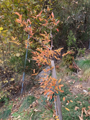Lindera angustifolia.jpg
