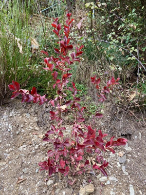 L. Pink Velour.jpg