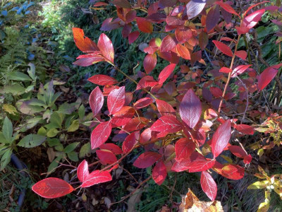 Vaccinium Nov.jpg