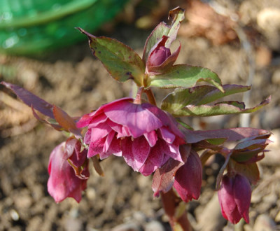 _Helleborum_ganz_DSC_9468.jpg