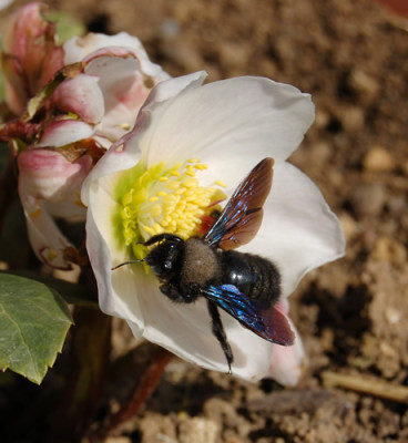 Helleborus_weiss_DSC_9474.jpg