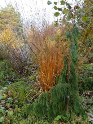 2021-11-12 Birkenhain 1.jpg