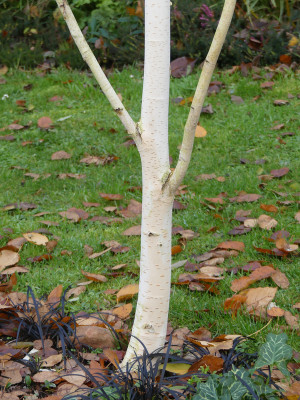 2021-11-12 Betula 'Grayswood Ghost' 1.jpg
