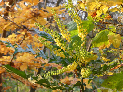 2021-11-12 Mahonia 'Winter Sun'.jpg