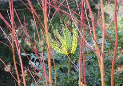 2021-11-12 Mahonia 'Charity' 1.jpg