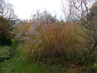 2021-11-12 Miscanthus 'Beth Chatto'.jpg