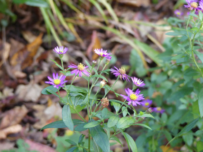 2021-11-12 Aster 'Ezo Murasaki'.jpg