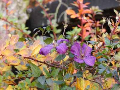 2021-11-12 Clematis 1.jpg