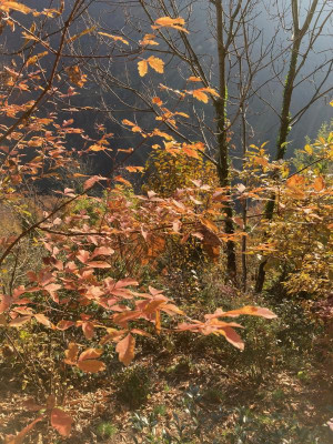 Acer griseum.jpg